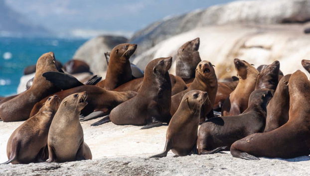 Veremos leones marinos