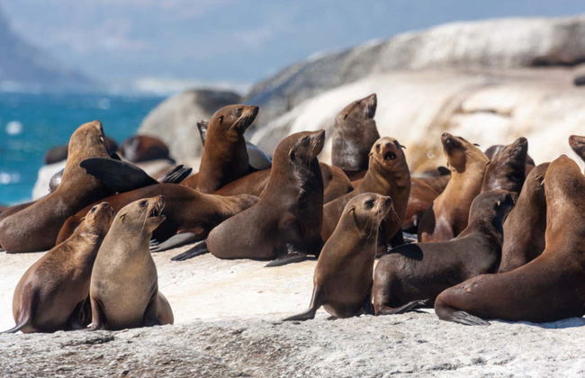 Nadar com tubarões em False Bay - Foto 5