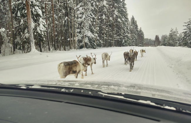 Lagomhuset - A Peaceful Holiday In Swedish Lapland - Photo 25