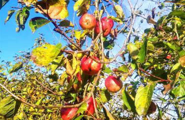 Agriturismo Malvista - Foto 19