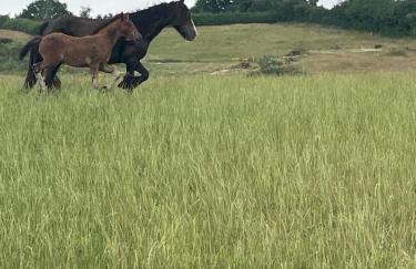 King Richard's Luxury Lodge - Sleeps up to 8, Dog Friendly, Near Sherwood Forest at Fairview Farm in Nottingham set in 88 acres and great for Groups, Family Gatherings & Corporate events - Foto 52