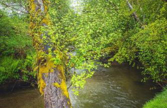 Rainforest Tiny Home Rustic - Foto 23