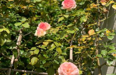 Residence Melody - Adult only - Foto 20