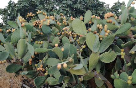 Casa vacanze "Ulivi nel Mare" - Foto 33