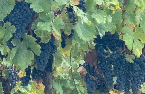 Maison du Roy / Royal Chambers - Foto 62