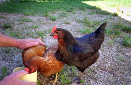 Gîte charmant pour 10, nature et confort avec animaux admis - FR-1-496-60 - Foto 25