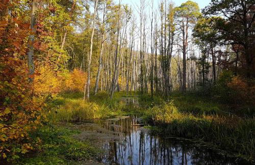 Private Souterrain Apartment in the green of Berlin - Foto 21
