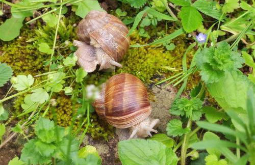 La glycine - Foto 46