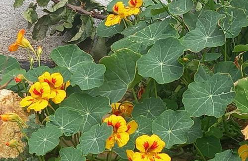 Acra Melia - Foto 69