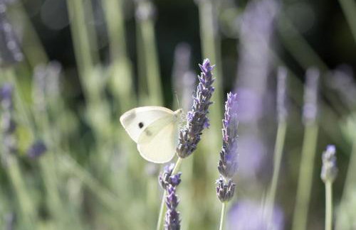 Koules Estate, with Private Pools & BBQ - embracing Nature, By ThinkVilla - Photo 47