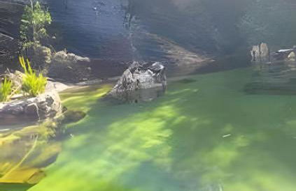 Sítio Piscina natural, Trilha e Cachoeira - Foto 40