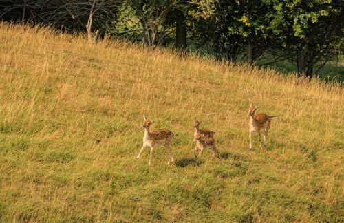 Sonnenhof - Photo 30