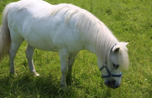 Gospodarstwo Agroturystyczne Stary Młyn Wilczkowice - Foto 28