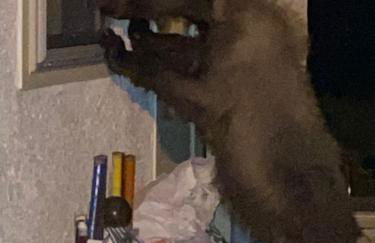 Valentine's Northern New Mexico Mountain Ranch on Colorado Border retreat - Foto 24