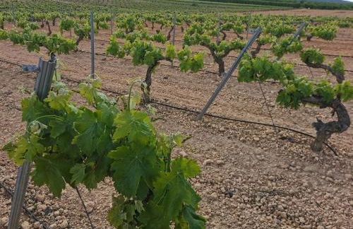 Casa Aurora, mi aldea ,entre viñas y almendros - Foto 22