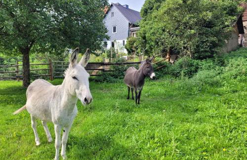 Historisches Ferienhaus "Schwalbennest" mit Eseln - Photo 10