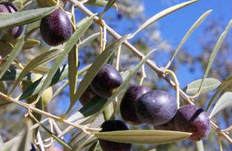 Cortijo El Álamo - Foto 36