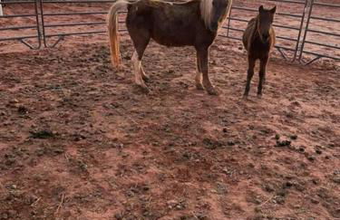 Glitter and Grit! The Wild West 40 Homestead - Foto 20