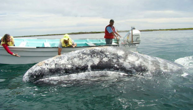 Baleine proche du bateau
