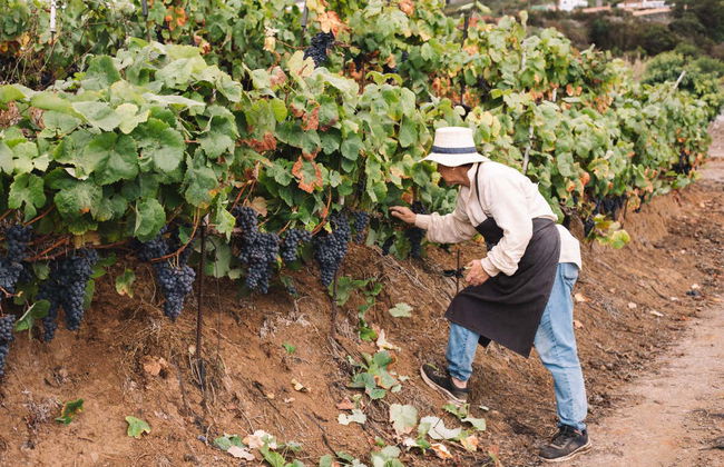 Tour in Puerto de la Cruz - Photo 1