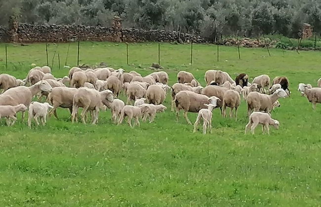 Cortijo Vizconde - Photo 63