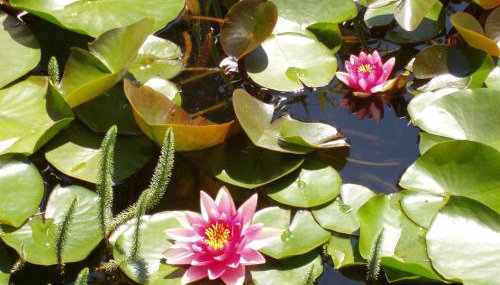 Köstenholzerhof - Foto 2, Garden