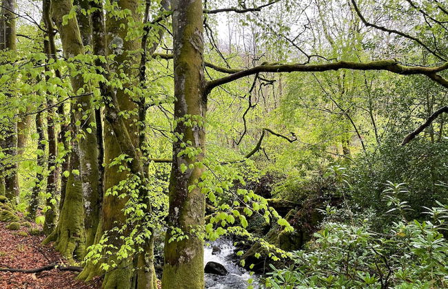 Cosy Woodland off Grid Shepherds Hut - Rowan - Foto 16
