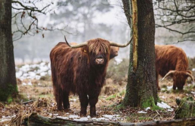 Chalet With Dishwasher Near Nature Reserve - Foto 26
