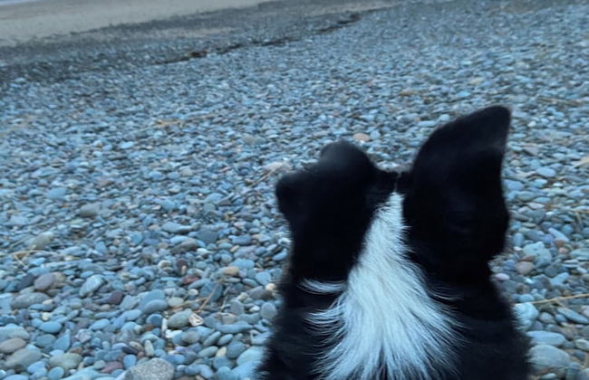 Beautiful 2-bed Chalet in Llanfairpwllgwyngyll - Photo 29