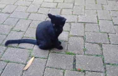 Gästehaus Brunhilde - Foto 36