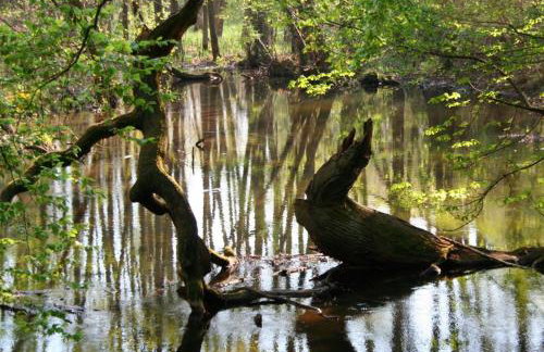 Ferienhaus Krakower See - Foto 14