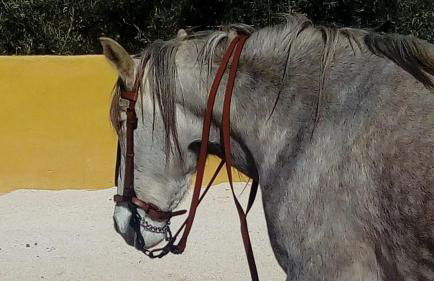 Finca Los Jacaros - Foto 52