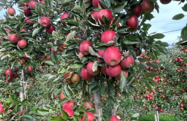 Hofgut Bergchalet Mirabell - Natururlaub am Bodensee - Foto 44