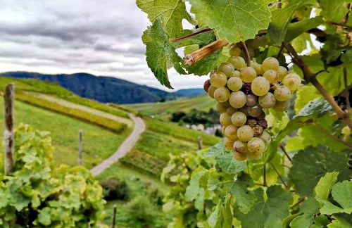 Ferienwohnungen Am Bruttiger Moselsteig - Foto 69