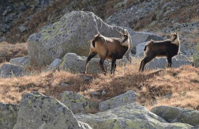 Hotel Crocus - Foto 62