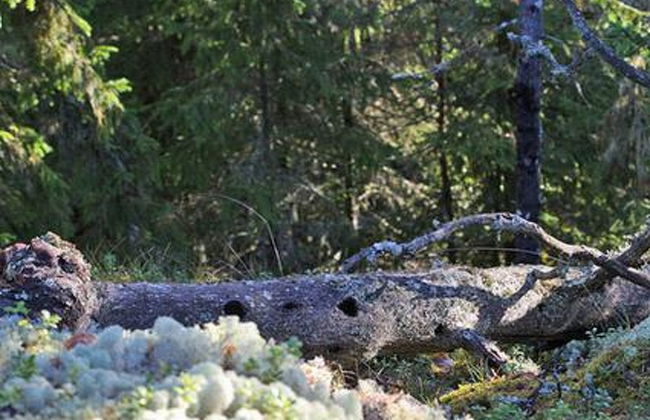 Divaanikivi - Foto 22