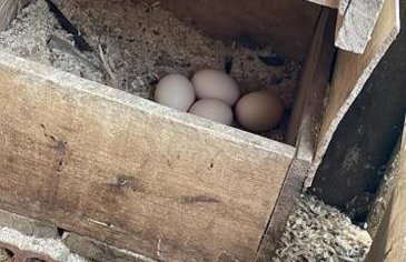 Chacara Sossego da Natureza - Foto 13