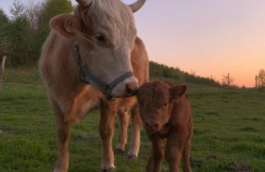 Rancho „Czajone na pigwowcu” - Foto 22