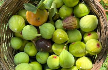 Il Gufo e l' Allodola - Foto 33