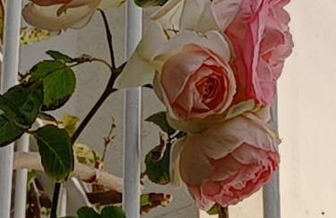 Casa da Madalena do Mar - Foto 37