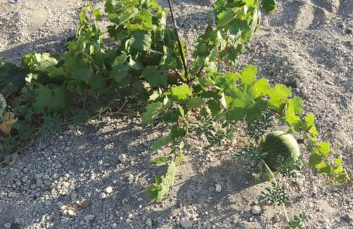 Finikas Cave House - Photo 21