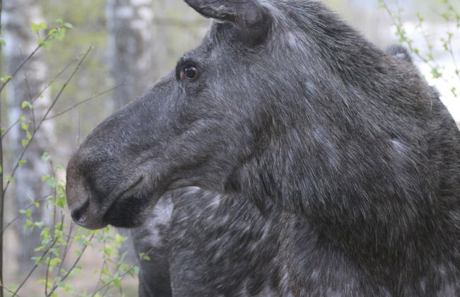 Ski, Sauna, and Scandinavian Serenity Chalet - Foto 40