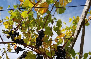 Ehemalige Klosterschmiede -Wirtschaftswunder- - Foto 12