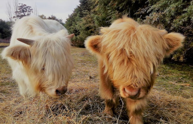 AAA Granary Accommodation - Foto 39