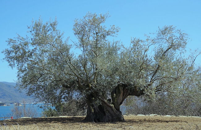 Millennium Olive Terrace for your wellness - Foto 29