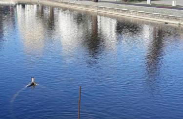 Bela Vista Barrinha - Foto 12