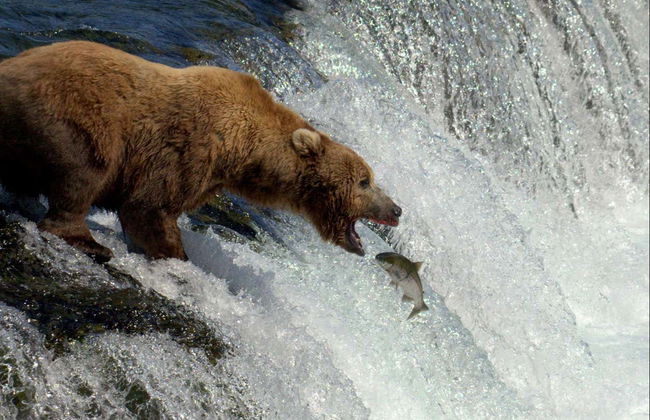 Grizzly Bear Spotting - Photo 2