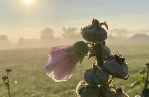 Ferienwohnung auf Rügen mit Boddenblick - Foto 41