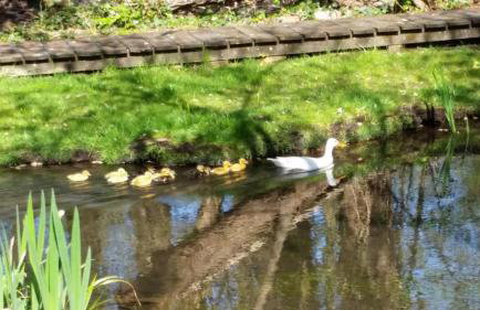 Weir Cottage - Foto 37