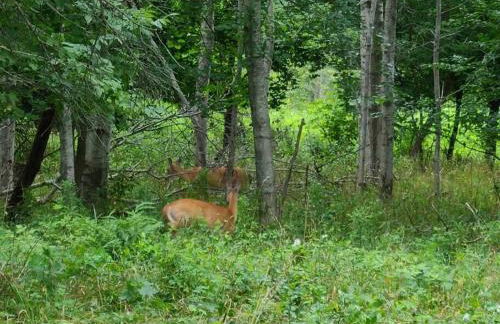 Ultra Comfy, Spotless & Spacious, Private Home in Boyne, Dogs Ok, Walk to Town - Foto 42